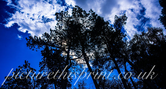 🌿 The Journey Begins – Welcome to My New Website 🌿