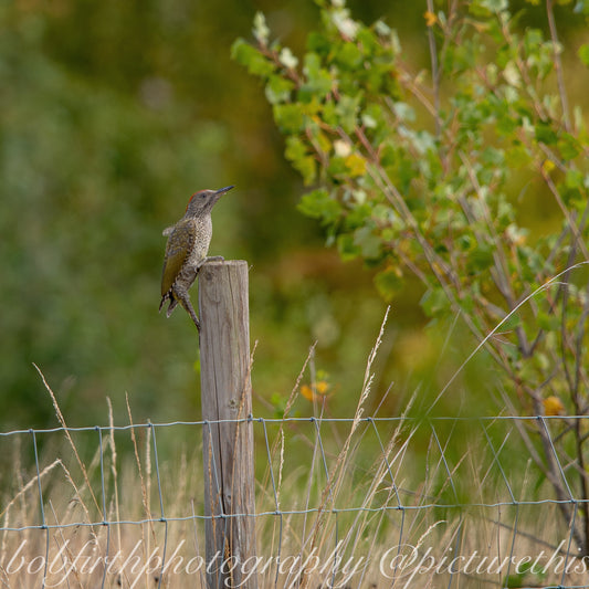 The Early Bird Catches the Woodpecker