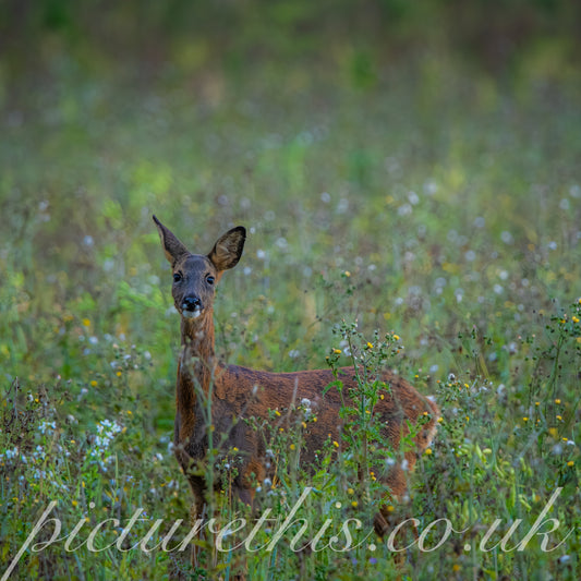 A Morning with the Deer – Moments I’ll Never Forget