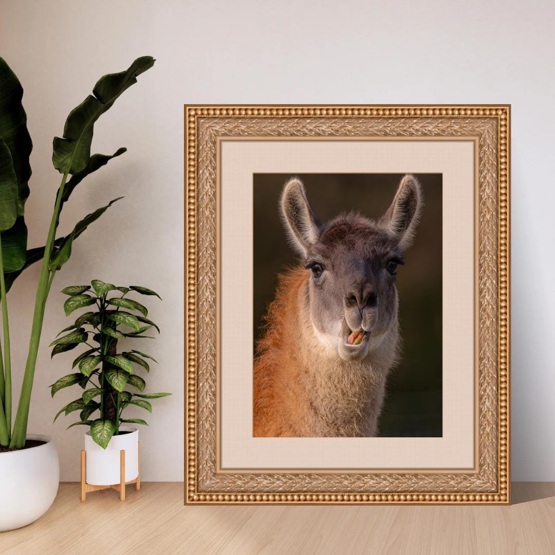 Llama portrait print.