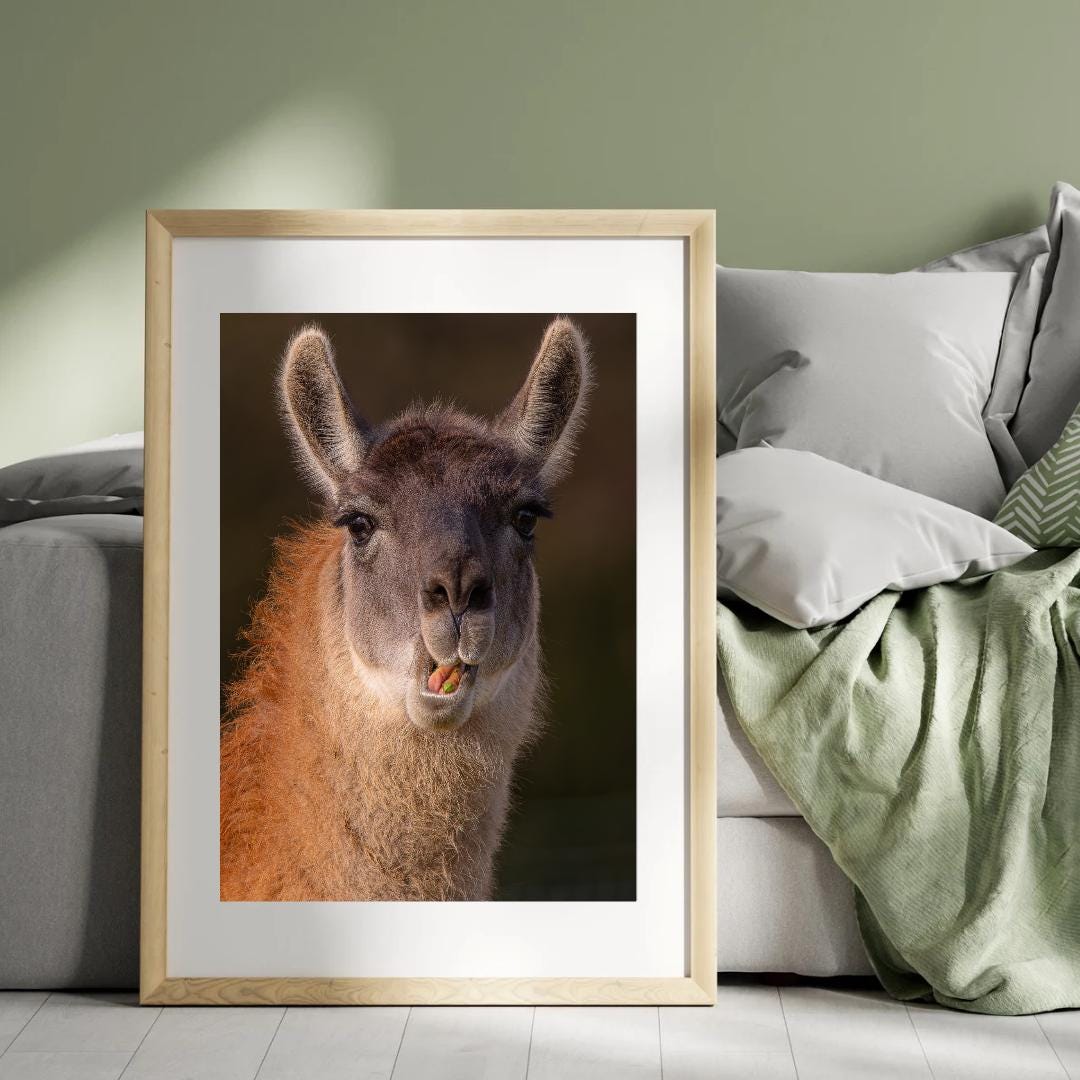 Llama portrait print.