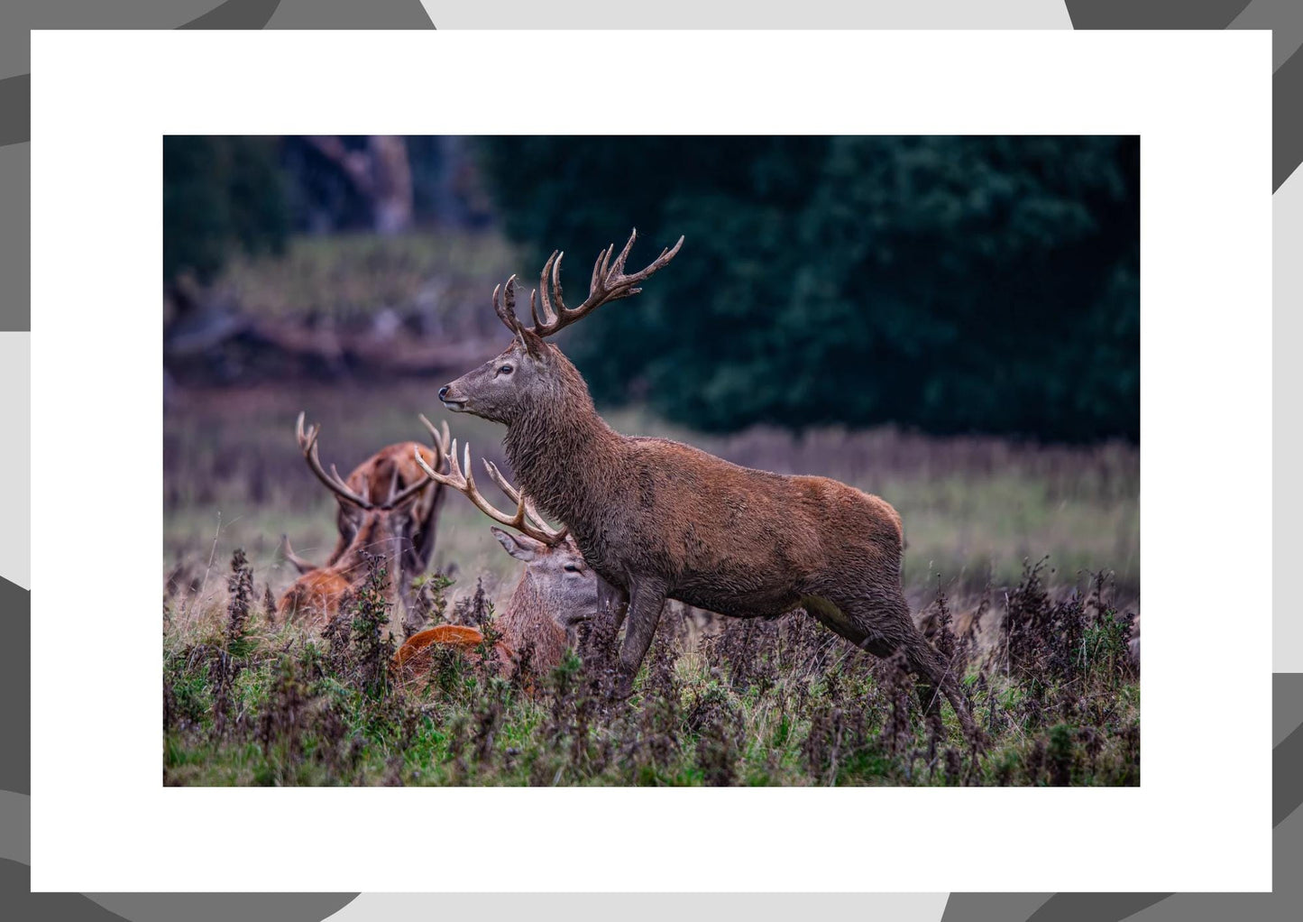 Red Stag Print Wall Art.