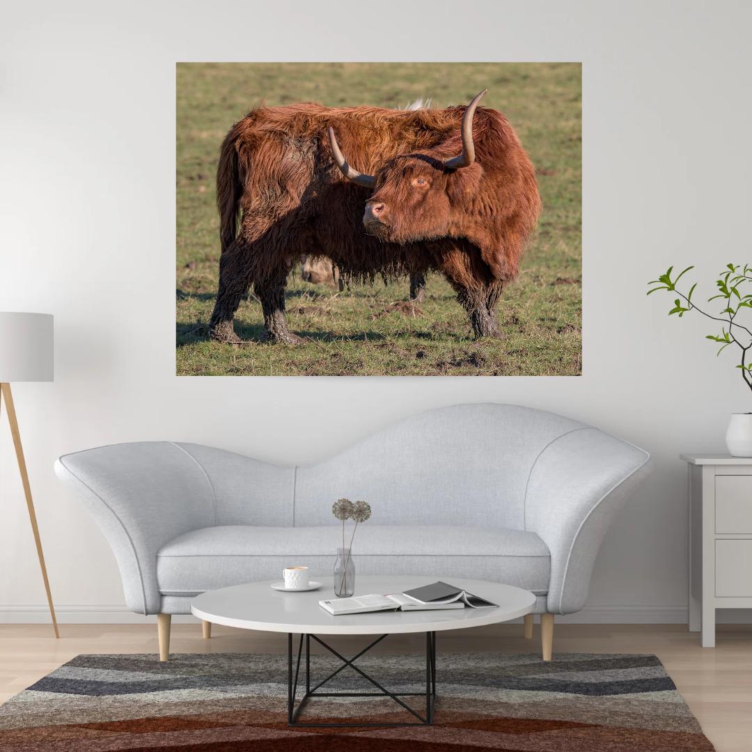 Highland Cow Print.