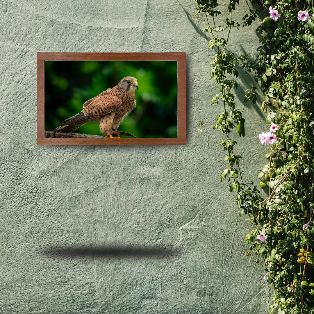 Common Kestrel.