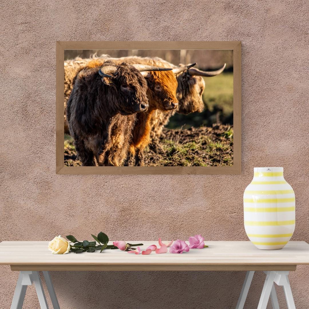 Three Highland Cattle Rustic print.