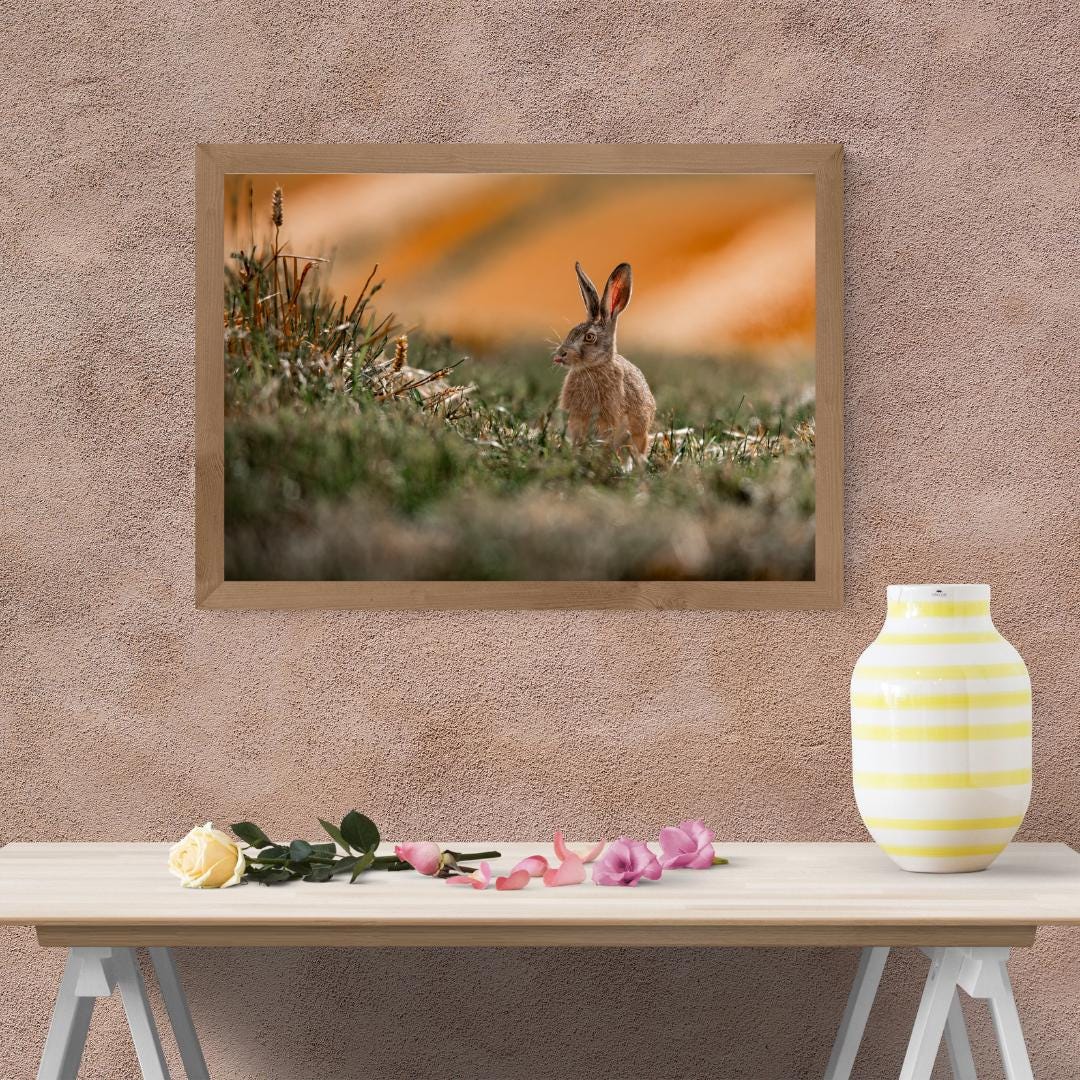 Summer Hare at Harvest