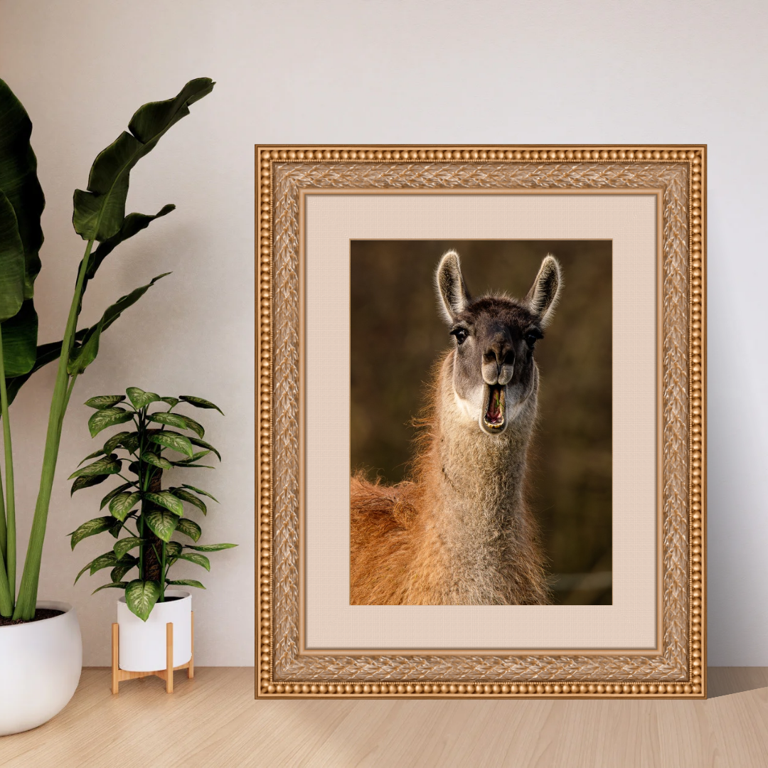 Sassy Llama portrait