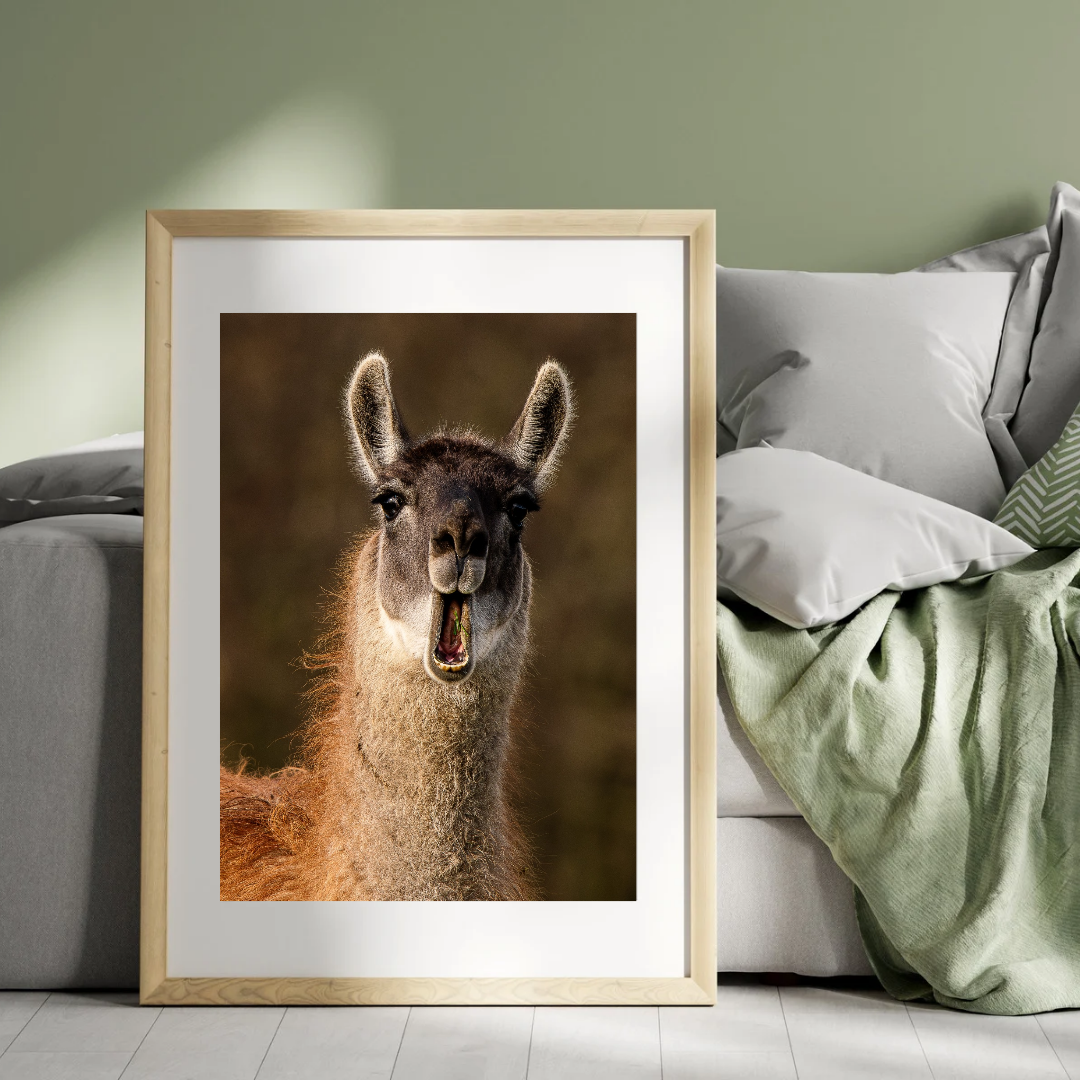 Sassy Llama portrait