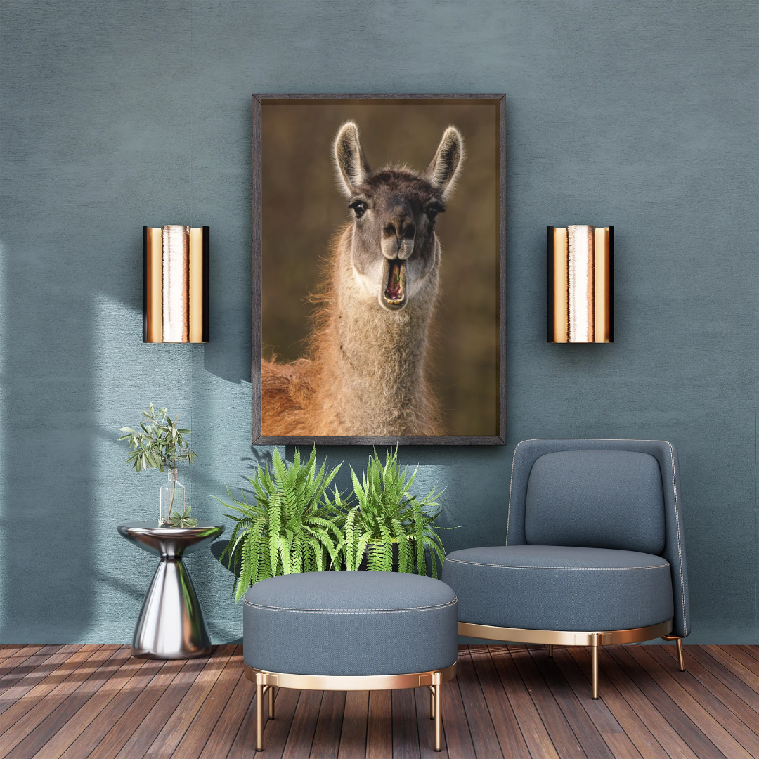 Sassy Llama portrait