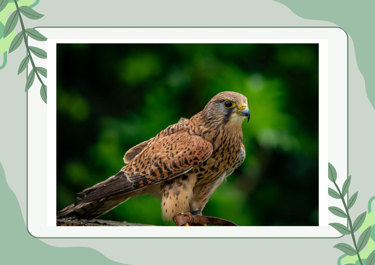 Common Kestrel.