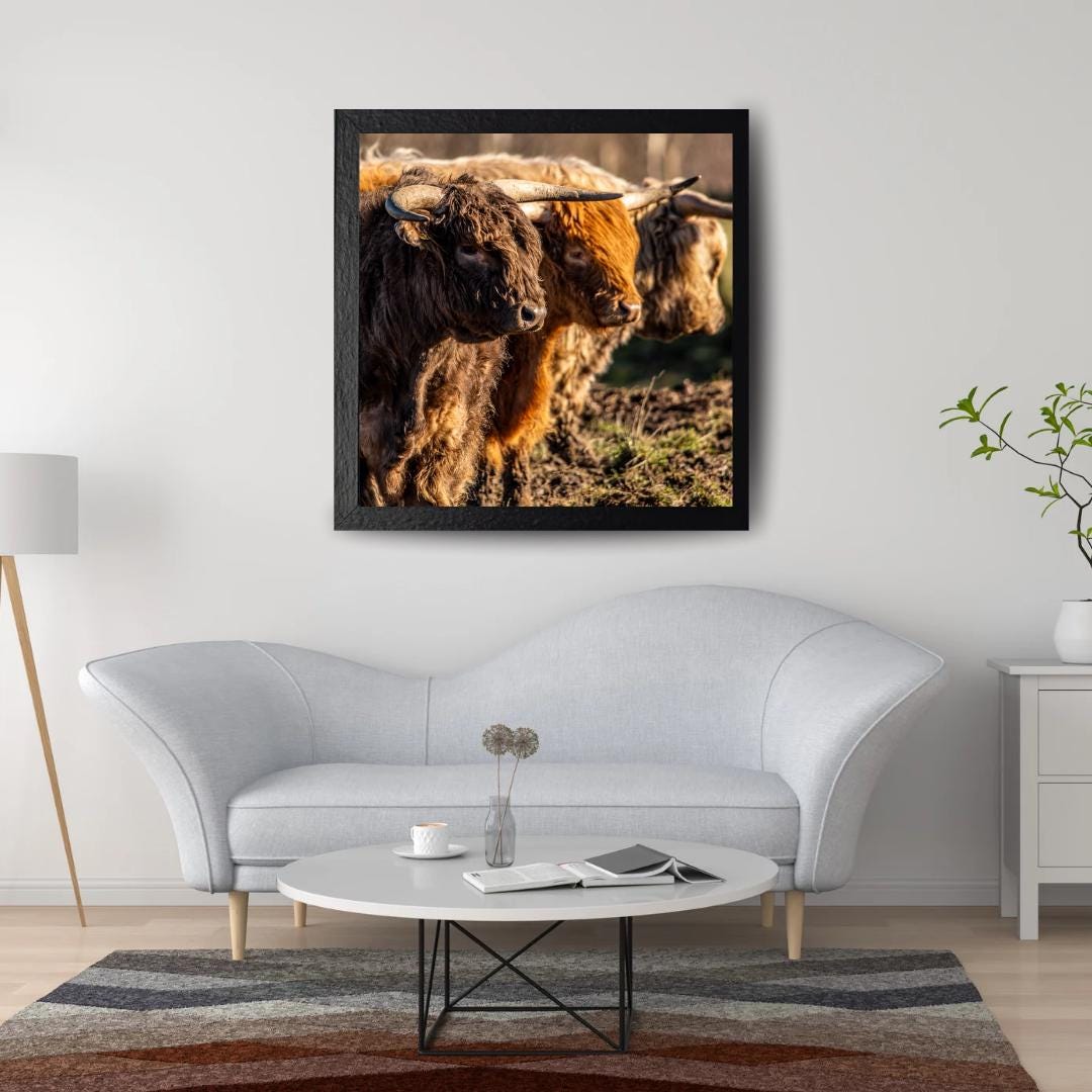 Three Highland Cattle Rustic print.