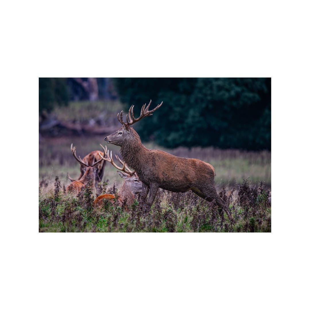 Red Stag Print Wall Art.