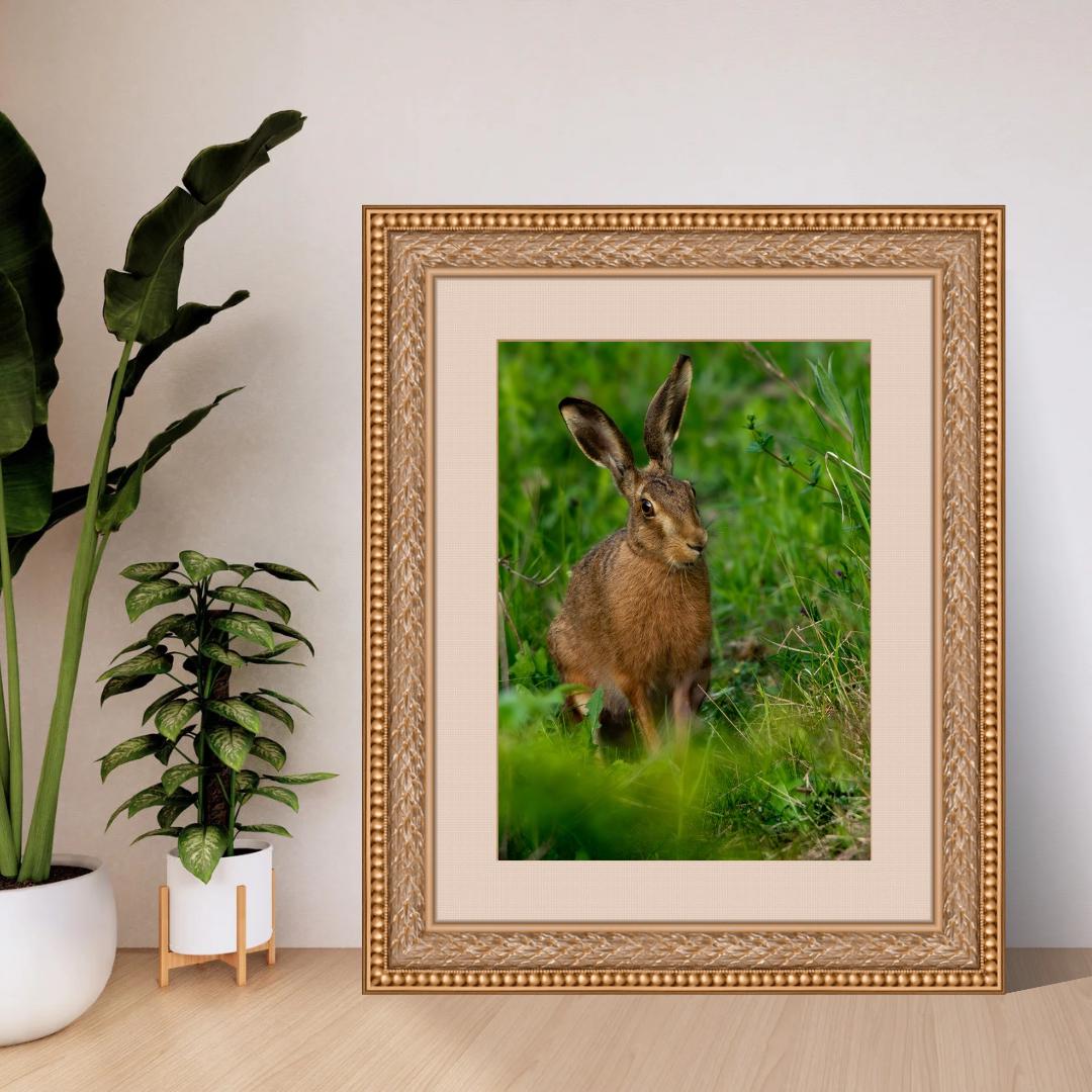Wild Brown Hare (portrait).