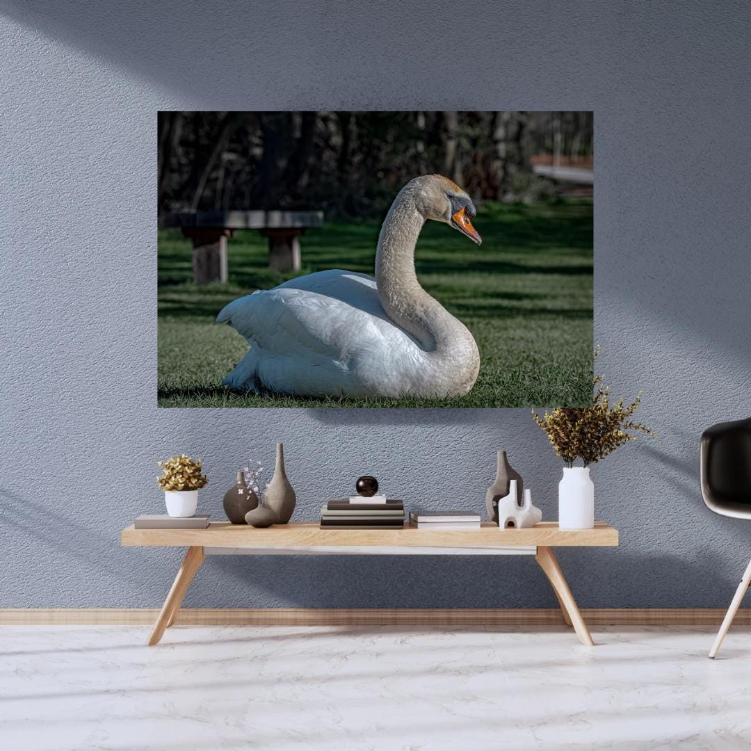 "Resting Grace" - Elegant Swan Fine Art Print