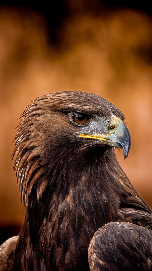 Majestic Eagle - Digital Download / I phone / Android - Screensaver.
