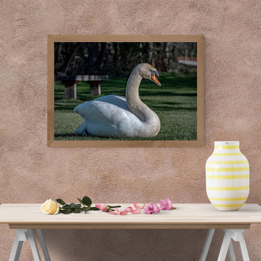 "Resting Grace" - Elegant Swan Fine Art Print