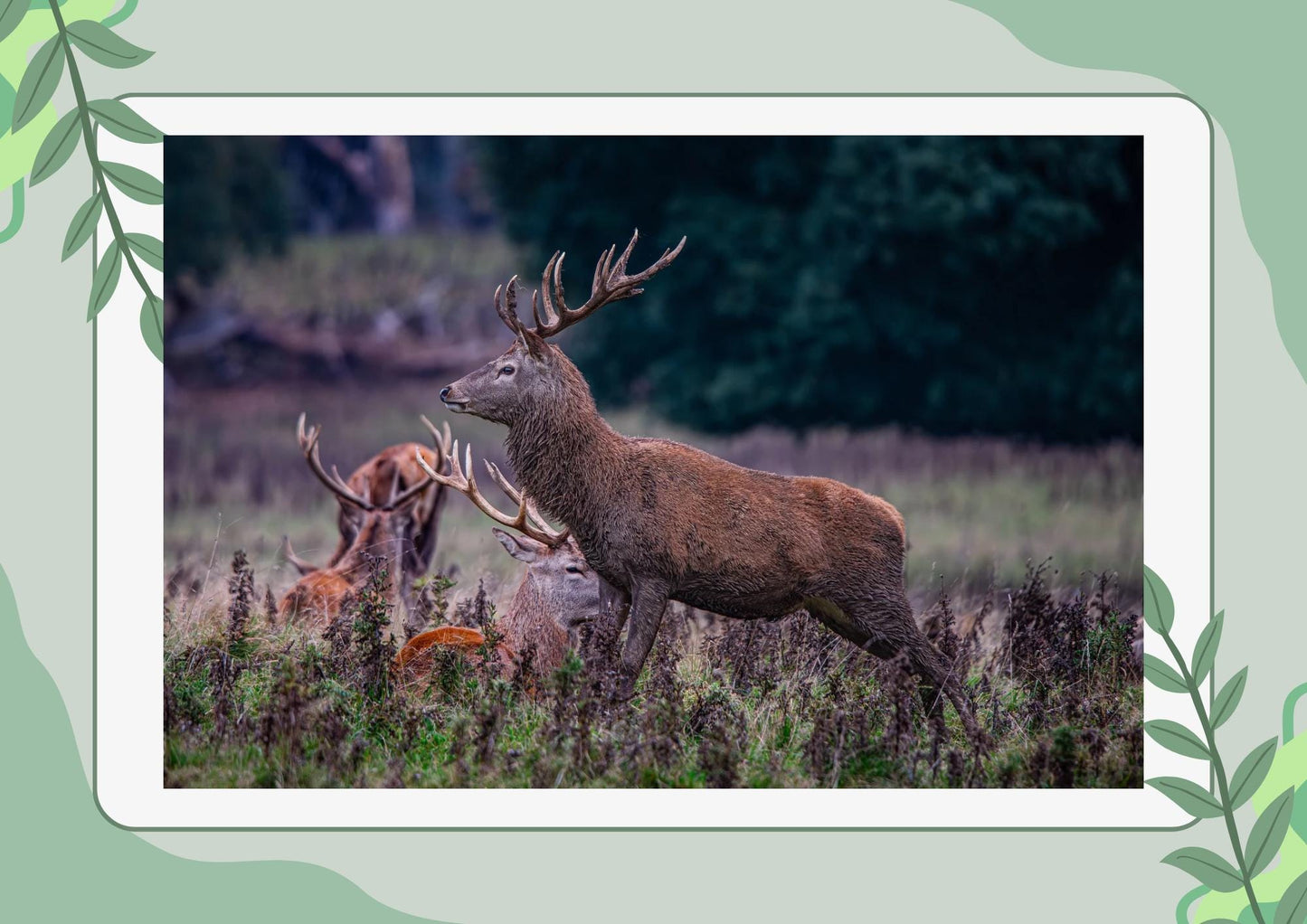 Red Stag Print Wall Art.