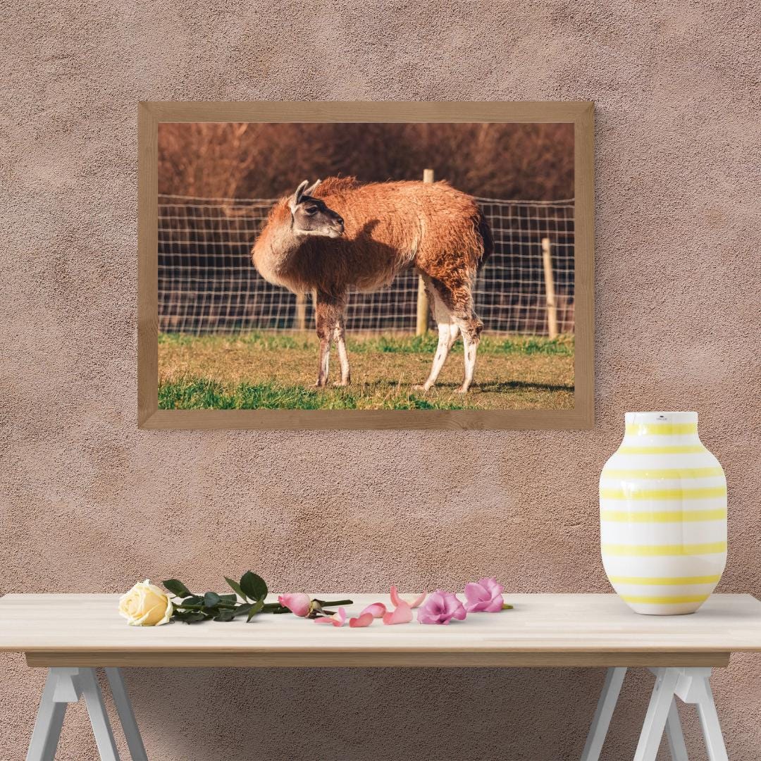 Cute Llama Wall Art.