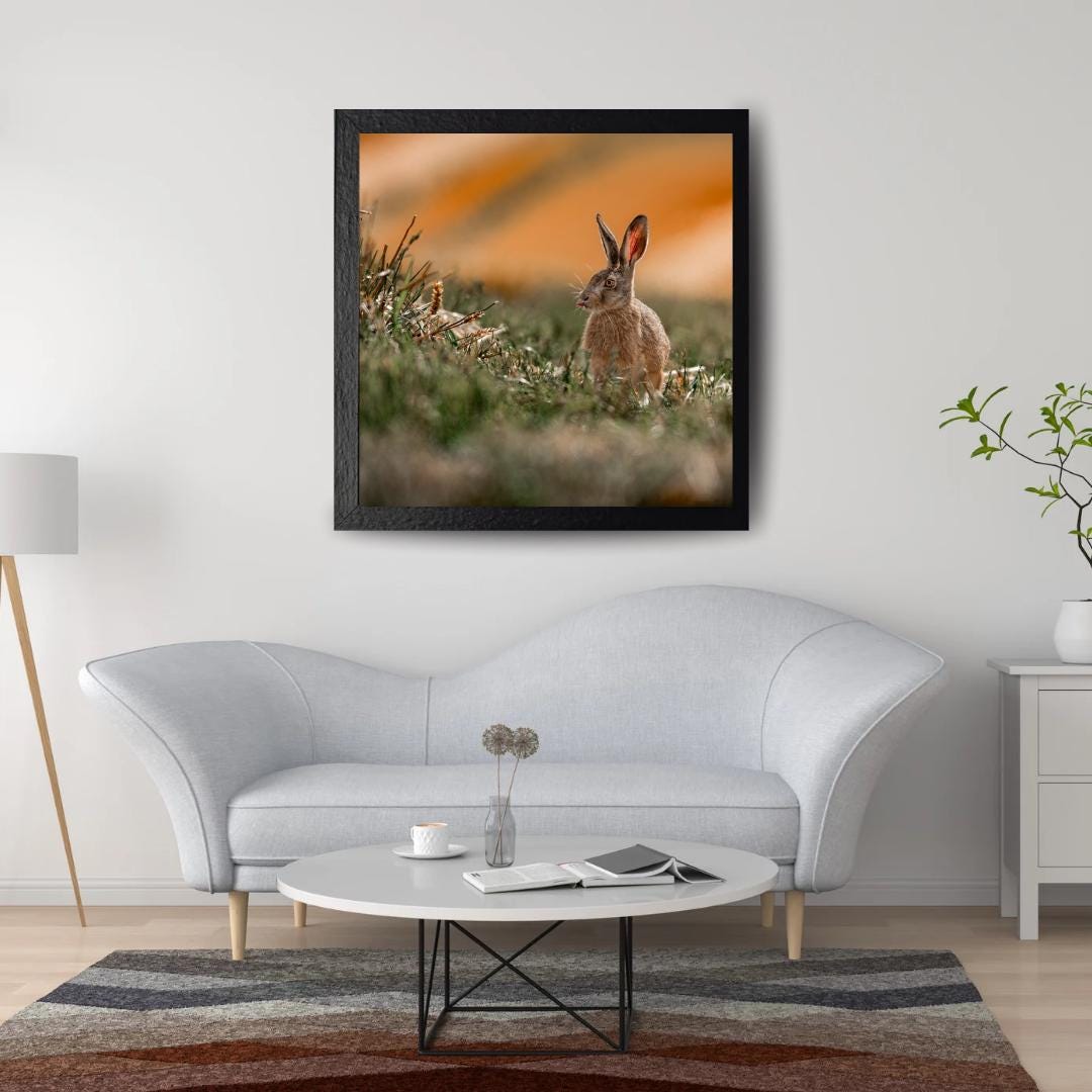 Summer Hare at Harvest