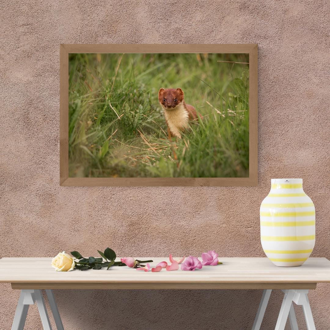 Charming Stoat Art Print