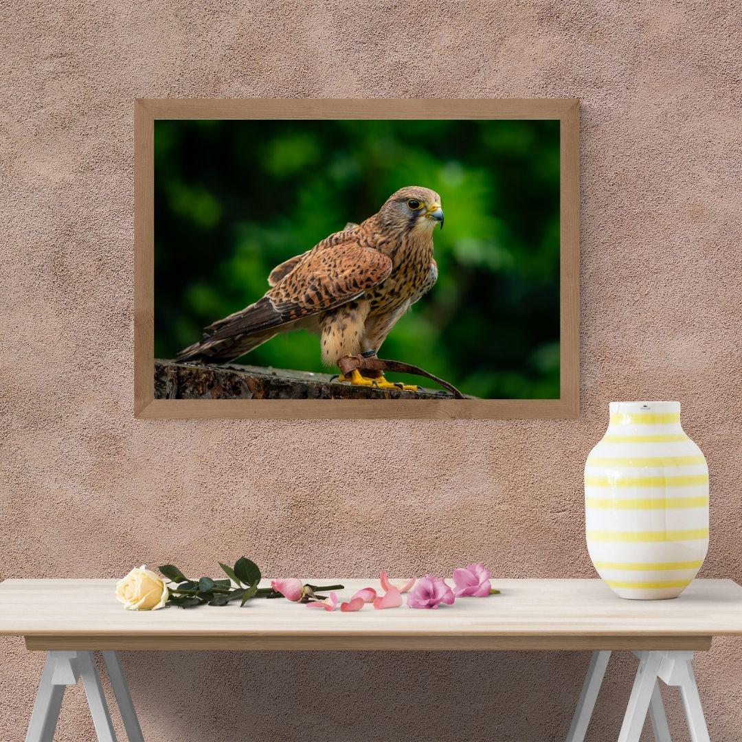 Common Kestrel.