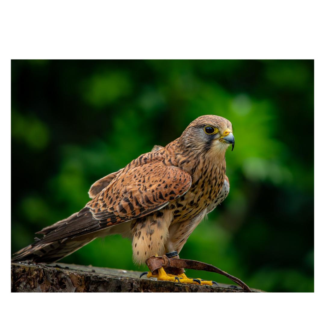 Common Kestrel.