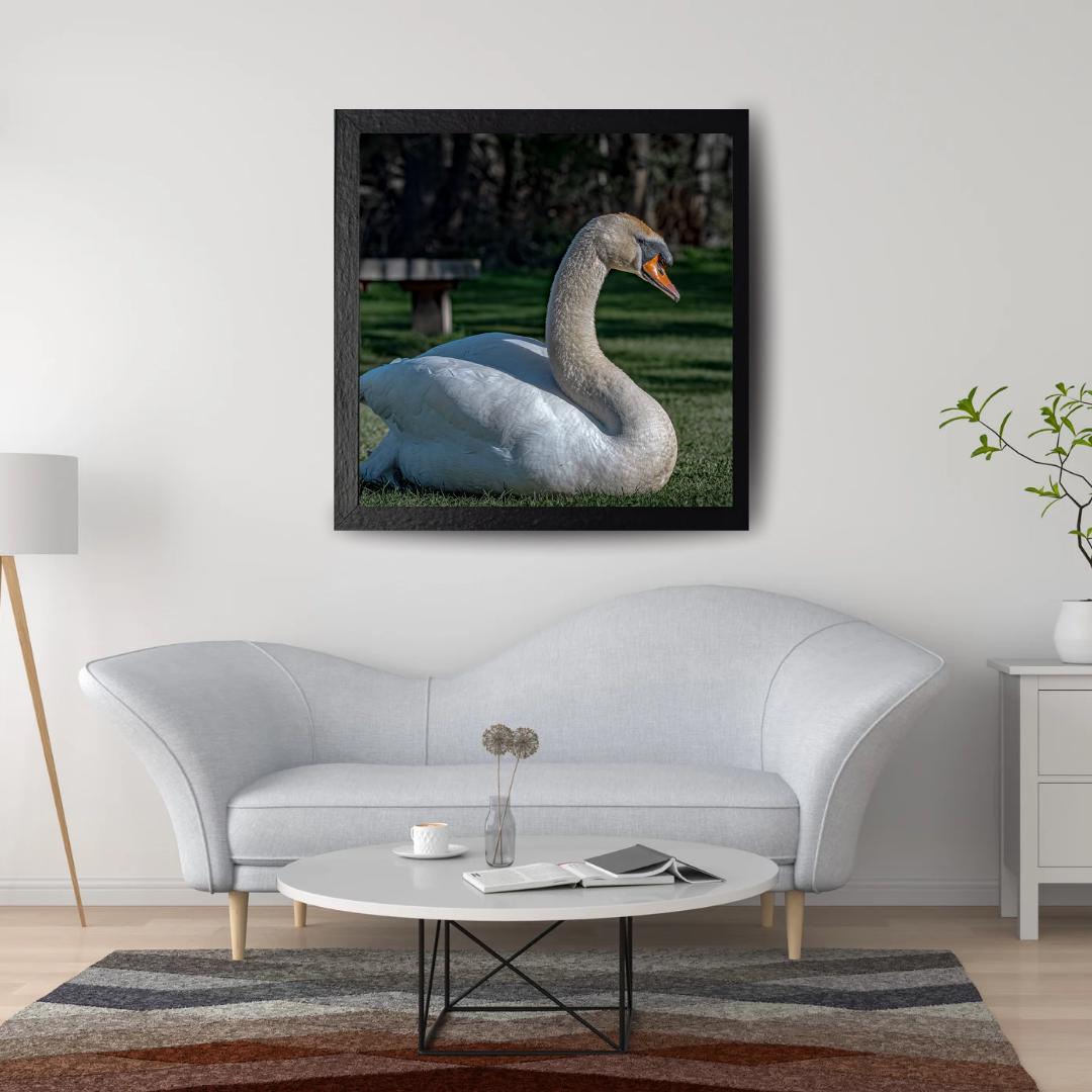 "Resting Grace" - Elegant Swan Fine Art Print
