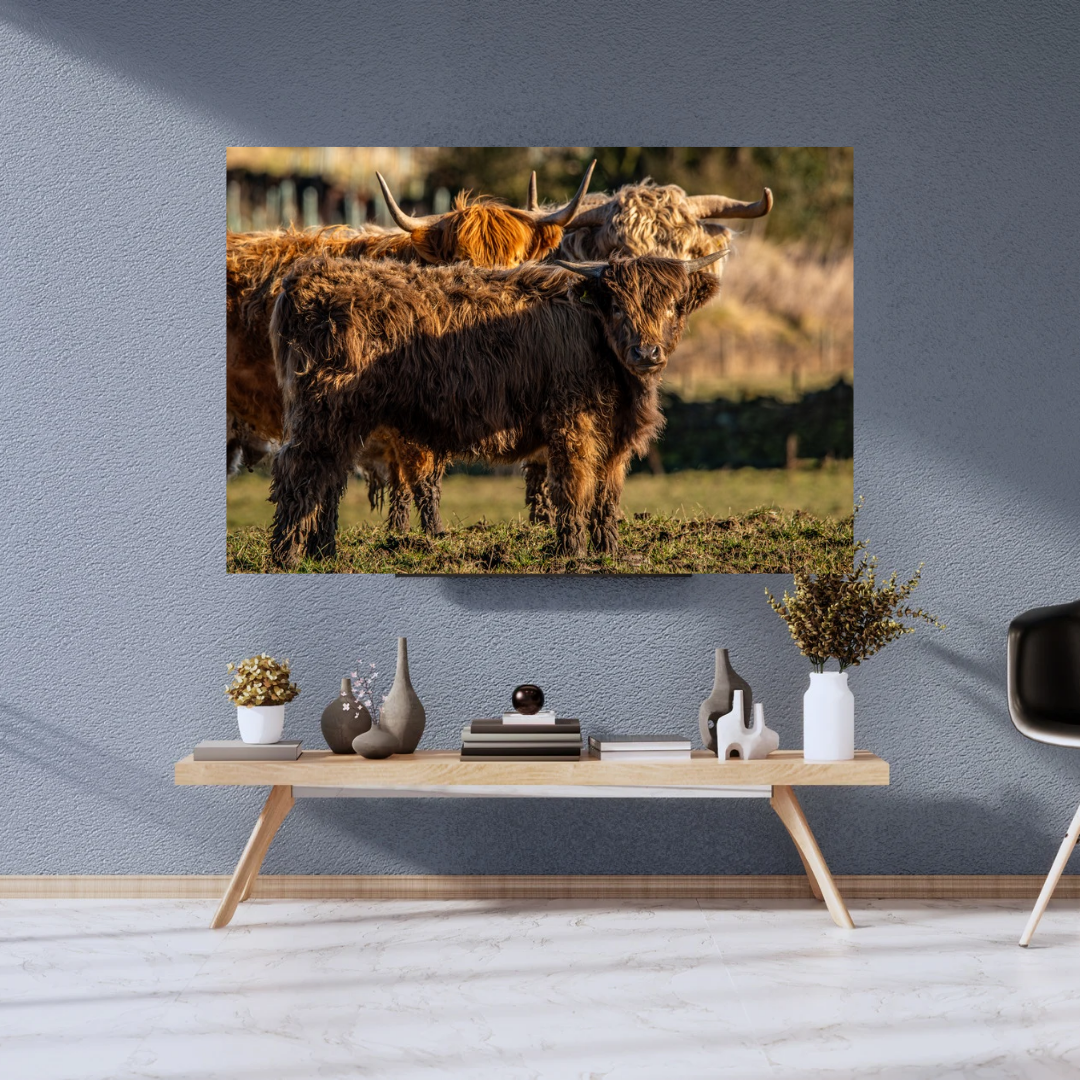 Three Highland Cattle Rustic print.