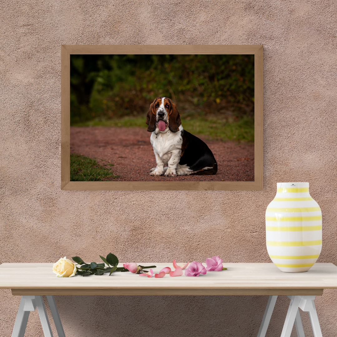 Basset Hound at Frickley – Limited Edition Print