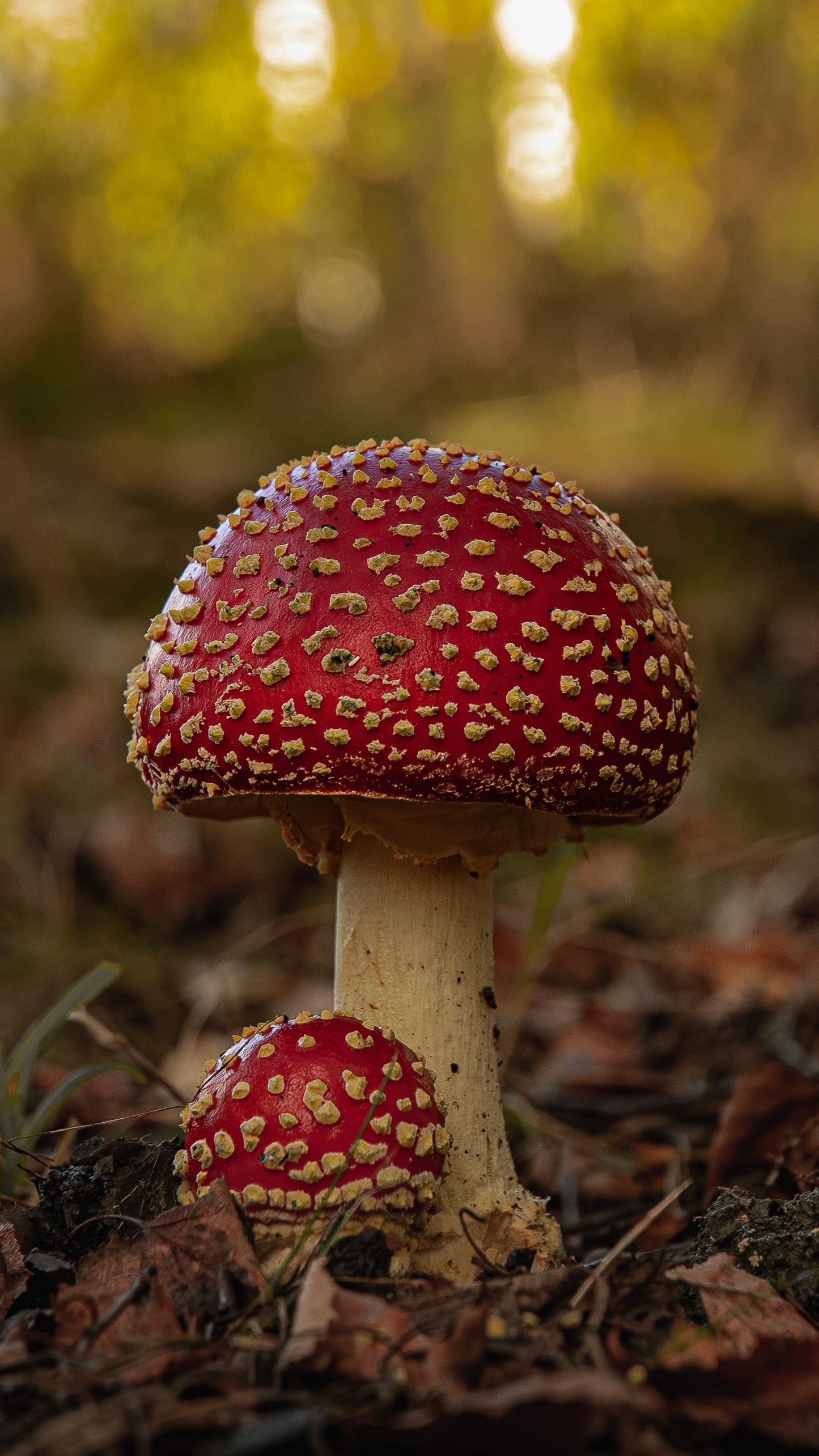 Fly Argaric mushroom - Digital Download / I phone / Android - Screensaver.