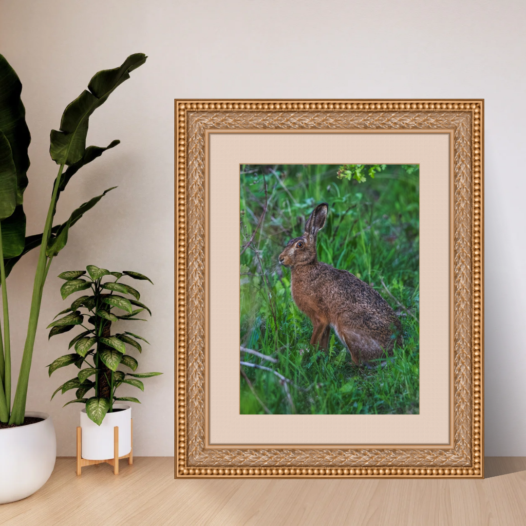 Wild Brown Hare (portrait).