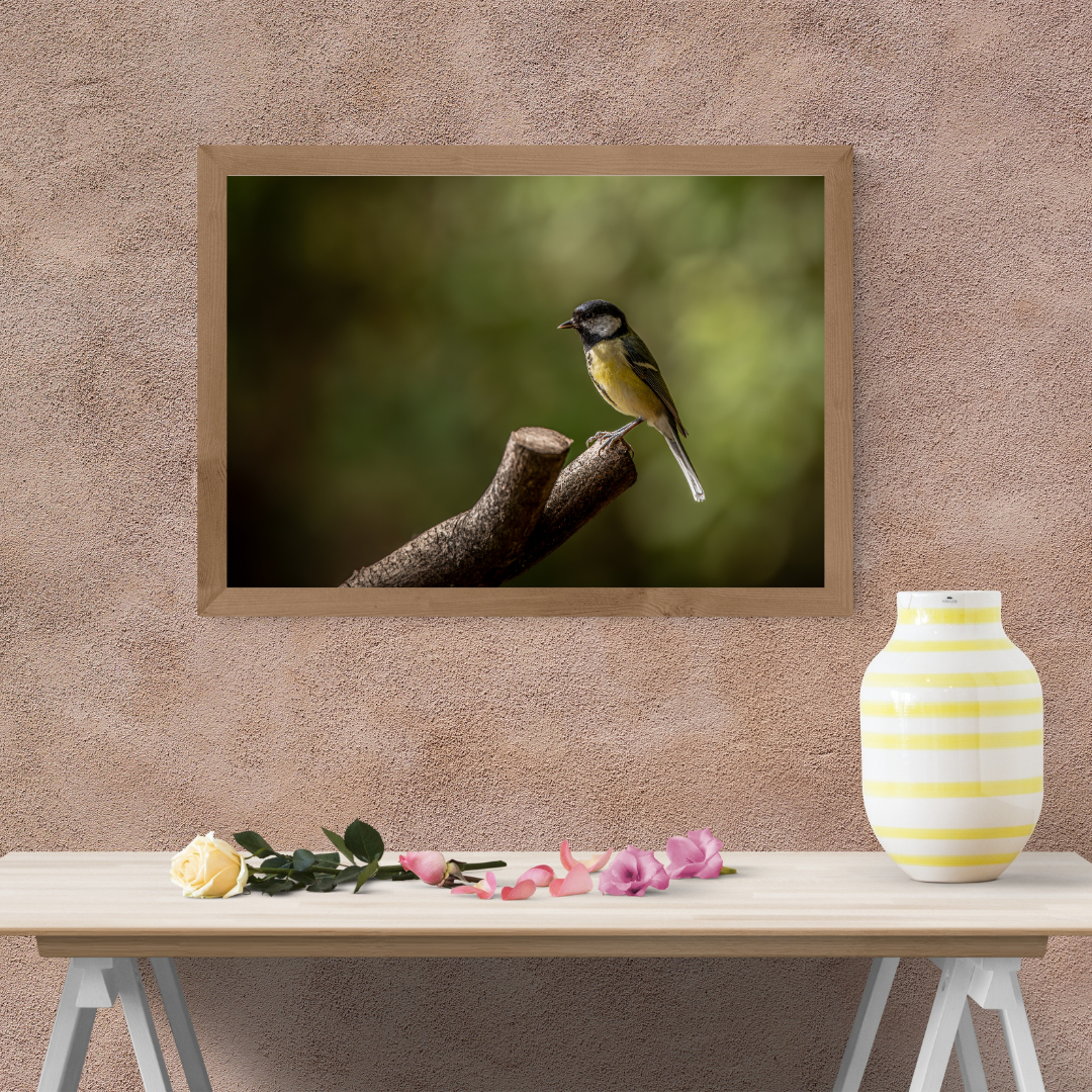 Great Tit – Wildlife Photography Print