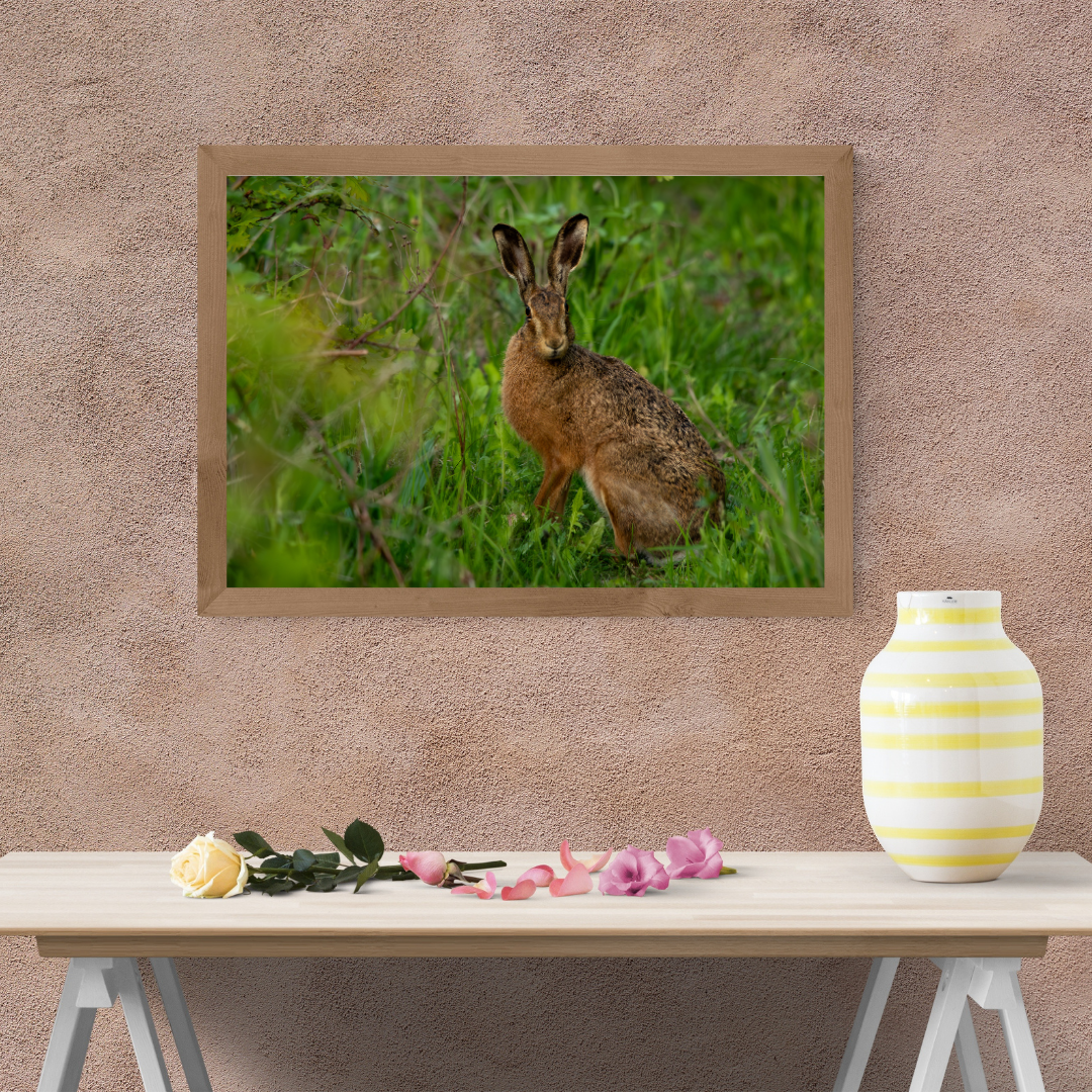 Wild Brown Hare (landscape).