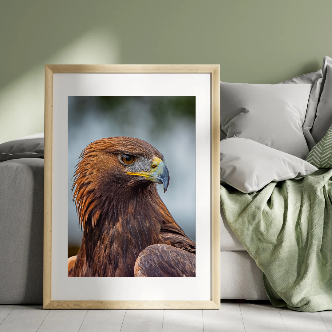 Golden Eagle Portrait Print – Majestic Wildlife Wall Art