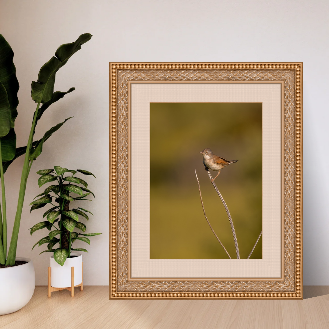Striking White throat in Golden Morning Mist – Nature Print
(Portrait)