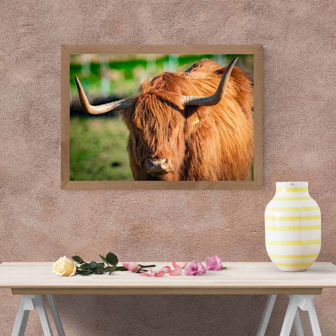 Highland Cow Print.