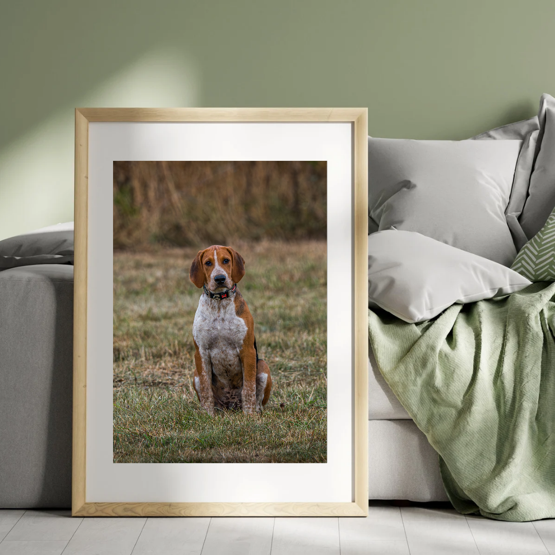 Hound Dog Portrait Print – Rustic Countryside Wall Art | Picture This Print