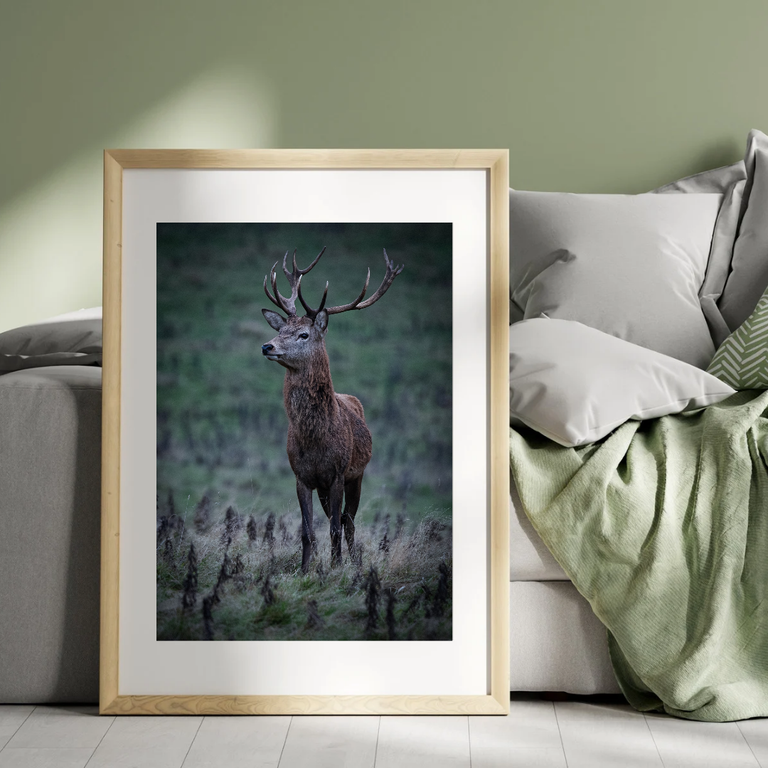 "Majesty in the Mist – Red Stag Fine Art Print"