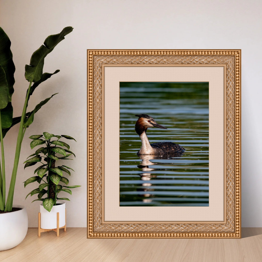Grace of the Grebe – Tranquil Water Bird Print.