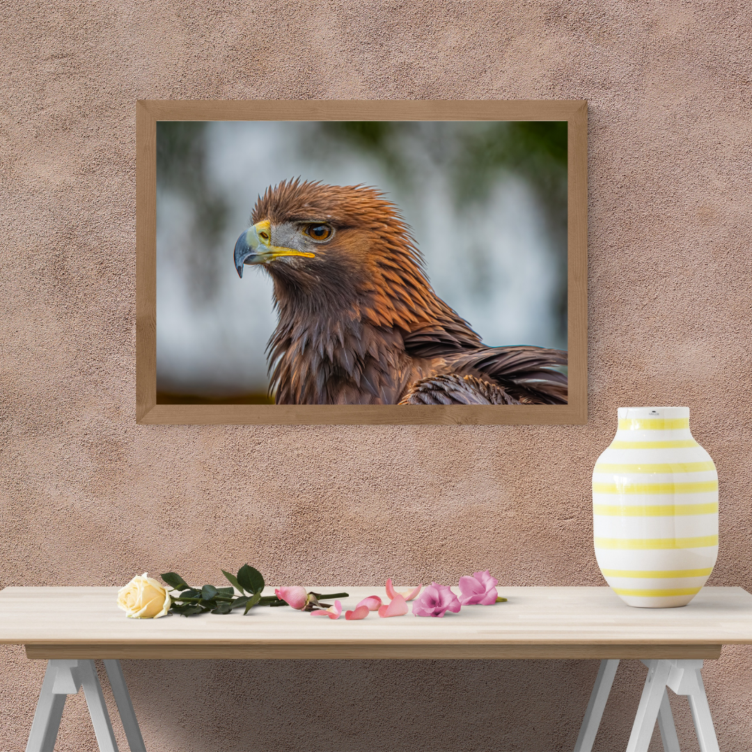 Golden Eagle Portrait Print – Majestic Wildlife Wall Art