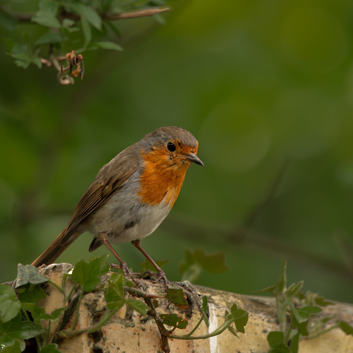Robin portrait.