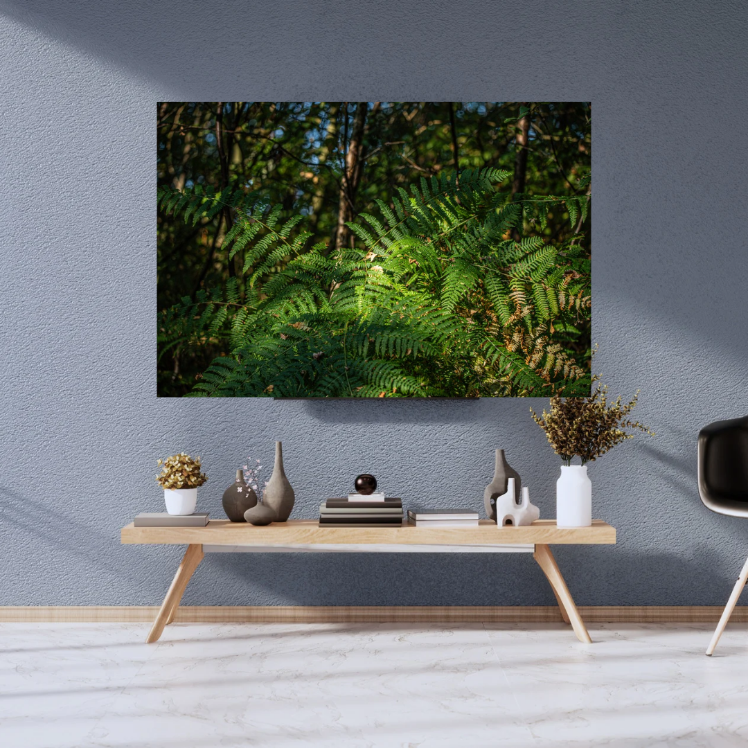 Tranquil Green Woodland Path fern – Nature Photography for Calm and Mindfulness.