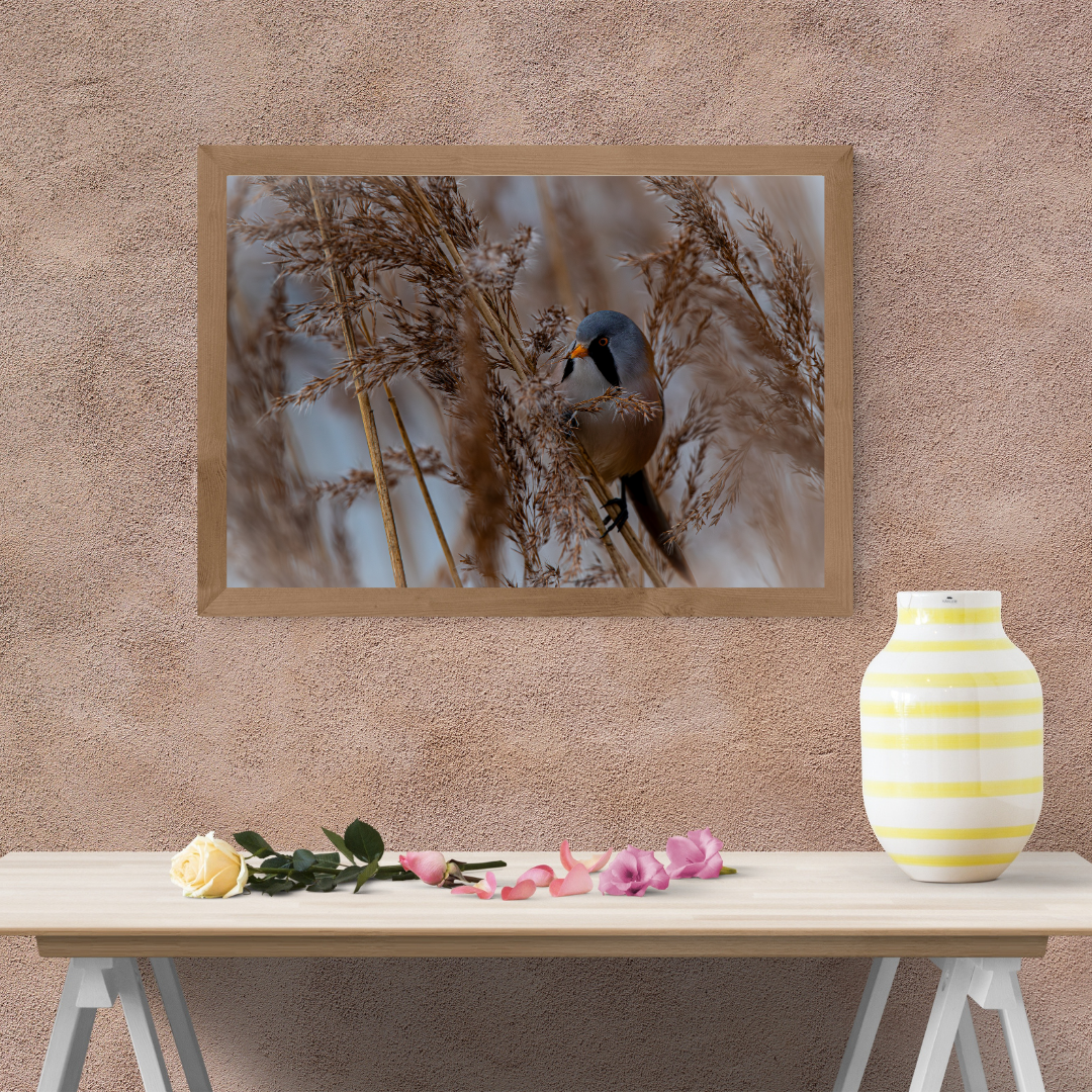 Colourful Male Bearded Tit Amongst the Reeds – Wildlife Photography Print