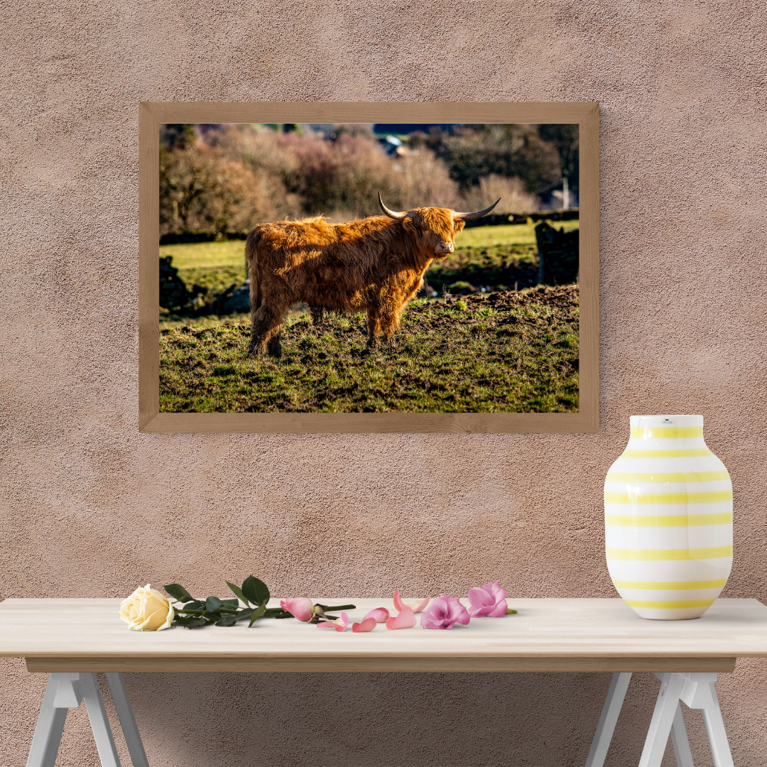 Highland Cow Print.