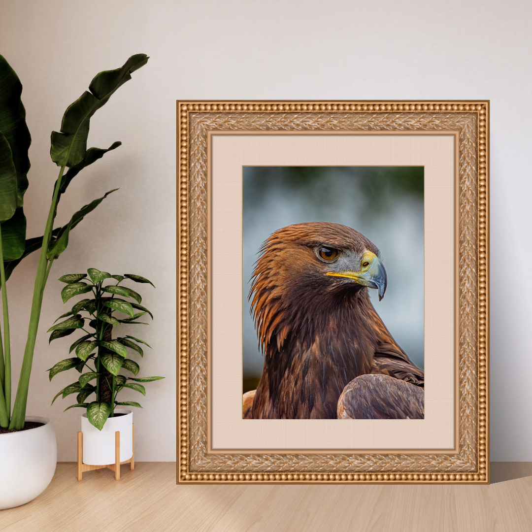 Golden Eagle Portrait Print – Majestic Wildlife Wall Art