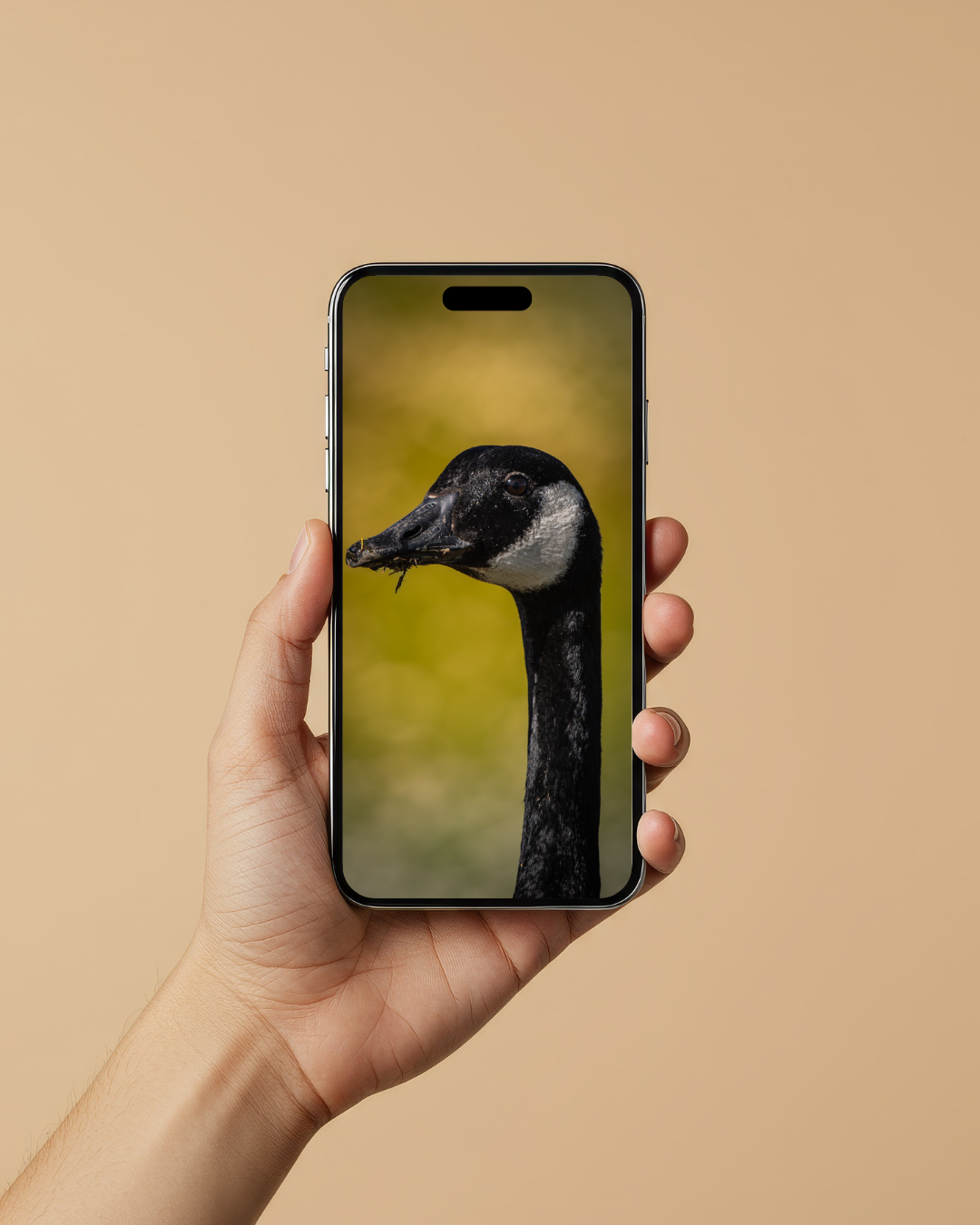 Goose - FREE Digital Download / I phone / Android - Screensaver.
