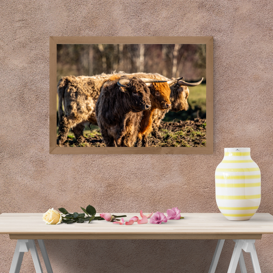 Three Highland Cattle Rustic print.