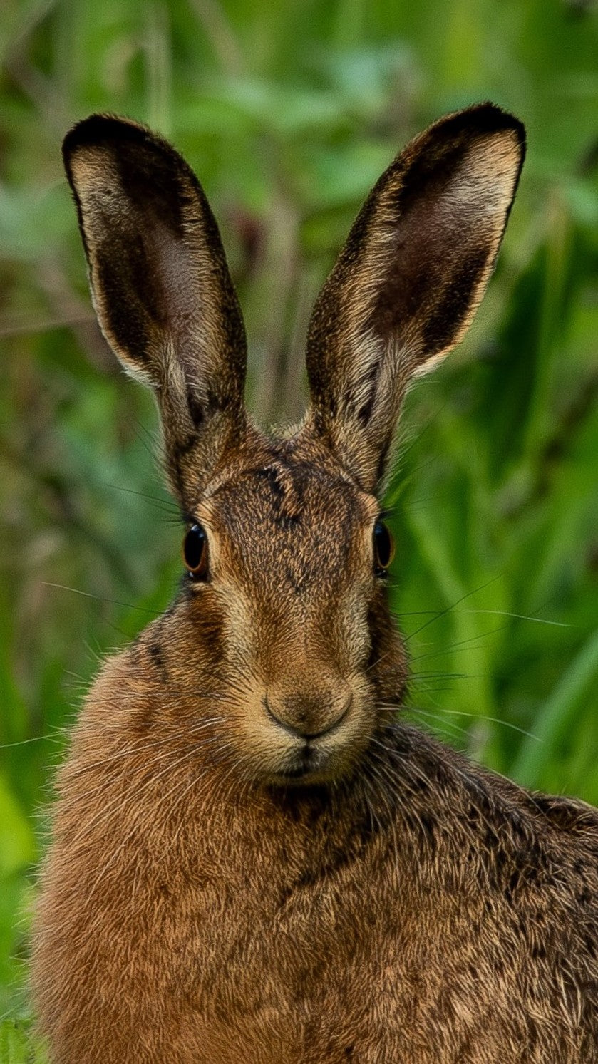 Brown Hare - Digital Download / I phone / Android - Screensaver.