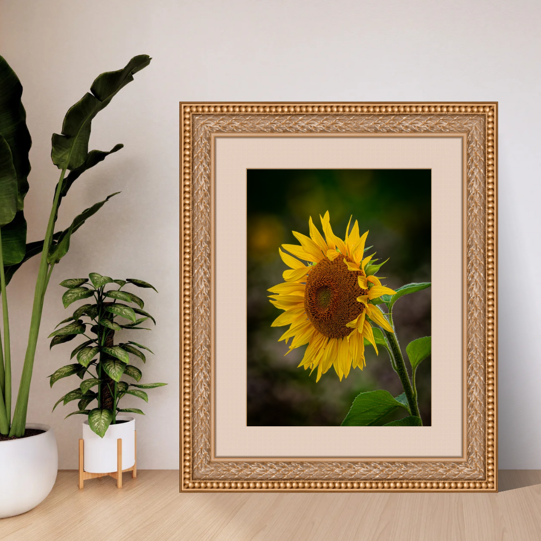 Beautiful Sunflower Portrait – Vibrant Yellow Wall Art Print