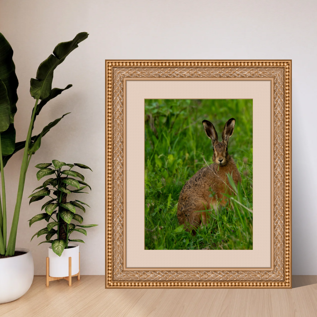 Wild Brown Hare (portrait).